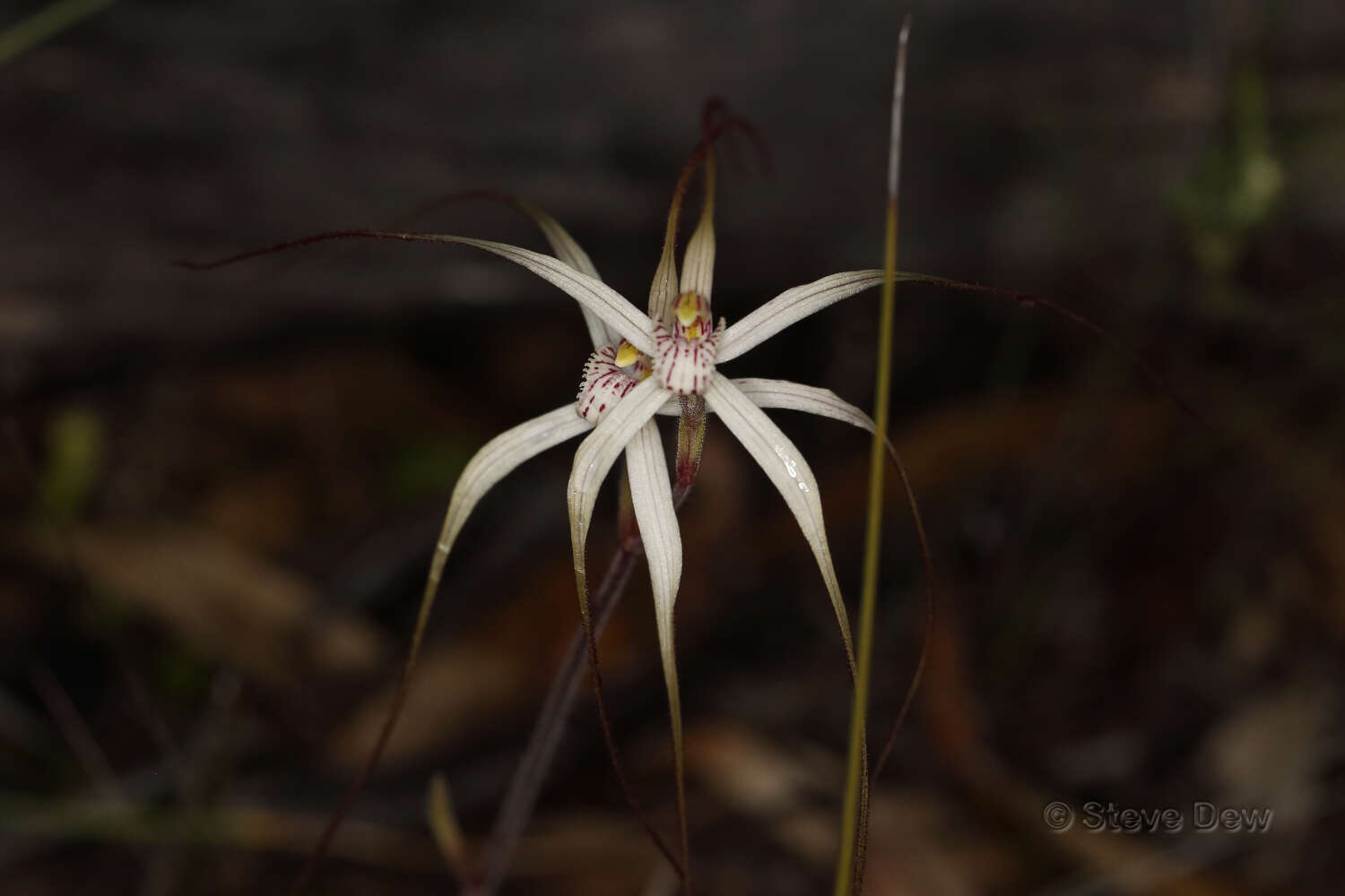 Image of Chameleon orchid