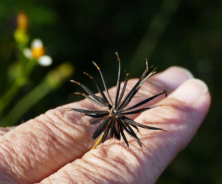 صورة Bidens bigelovii A. Gray