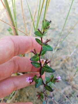 Cuphea strigulosa Kunth的圖片