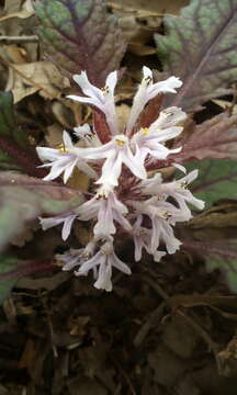 Image of Ajuga yesoensis Maxim. ex Franch. & Sav.