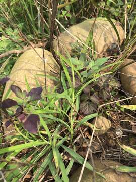 Image of Bupleurum kaoi Liu, C. Y. Chao & Chuang