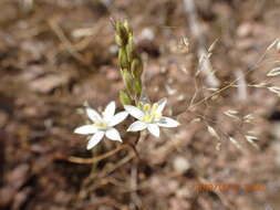 Image of Ornithogalum hispidum Hornem.