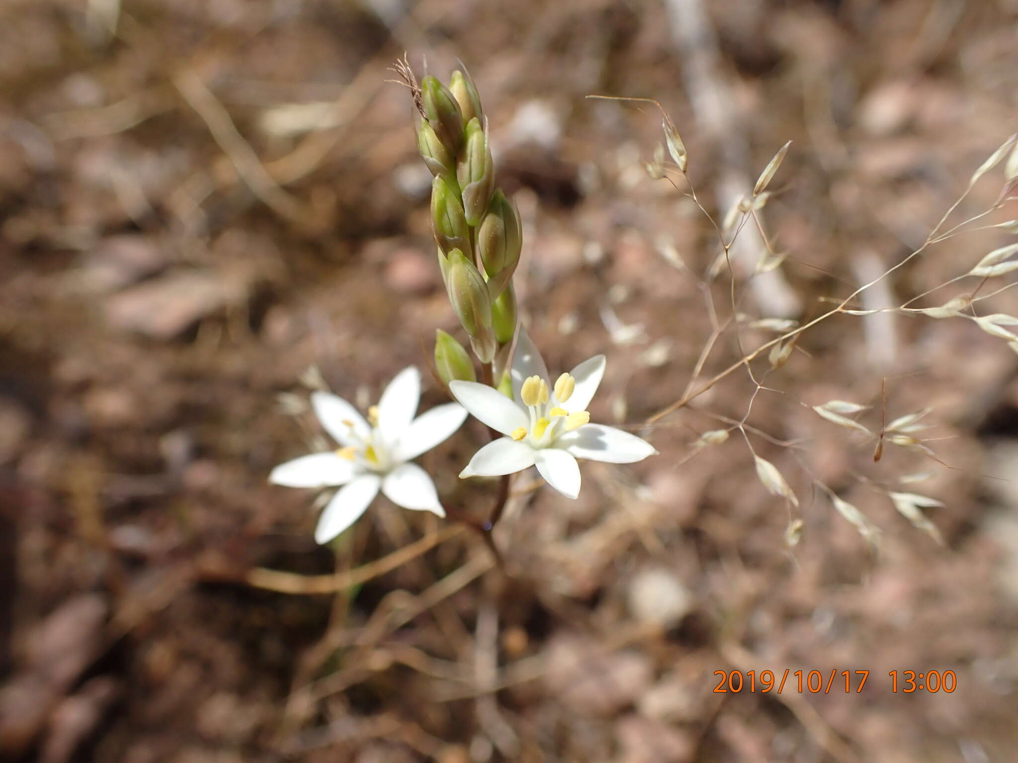 Image of Ornithogalum hispidum Hornem.