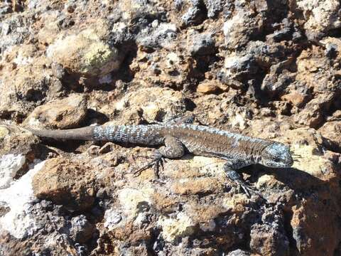 Image of Socorro Island Tree Lizard