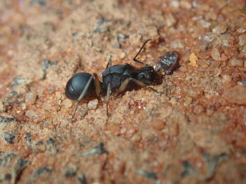 Image de Polyrhachis schwiedlandi Forel 1902