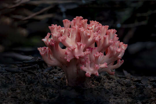 Ramaria botrytoides (Peck) Corner 1950 resmi