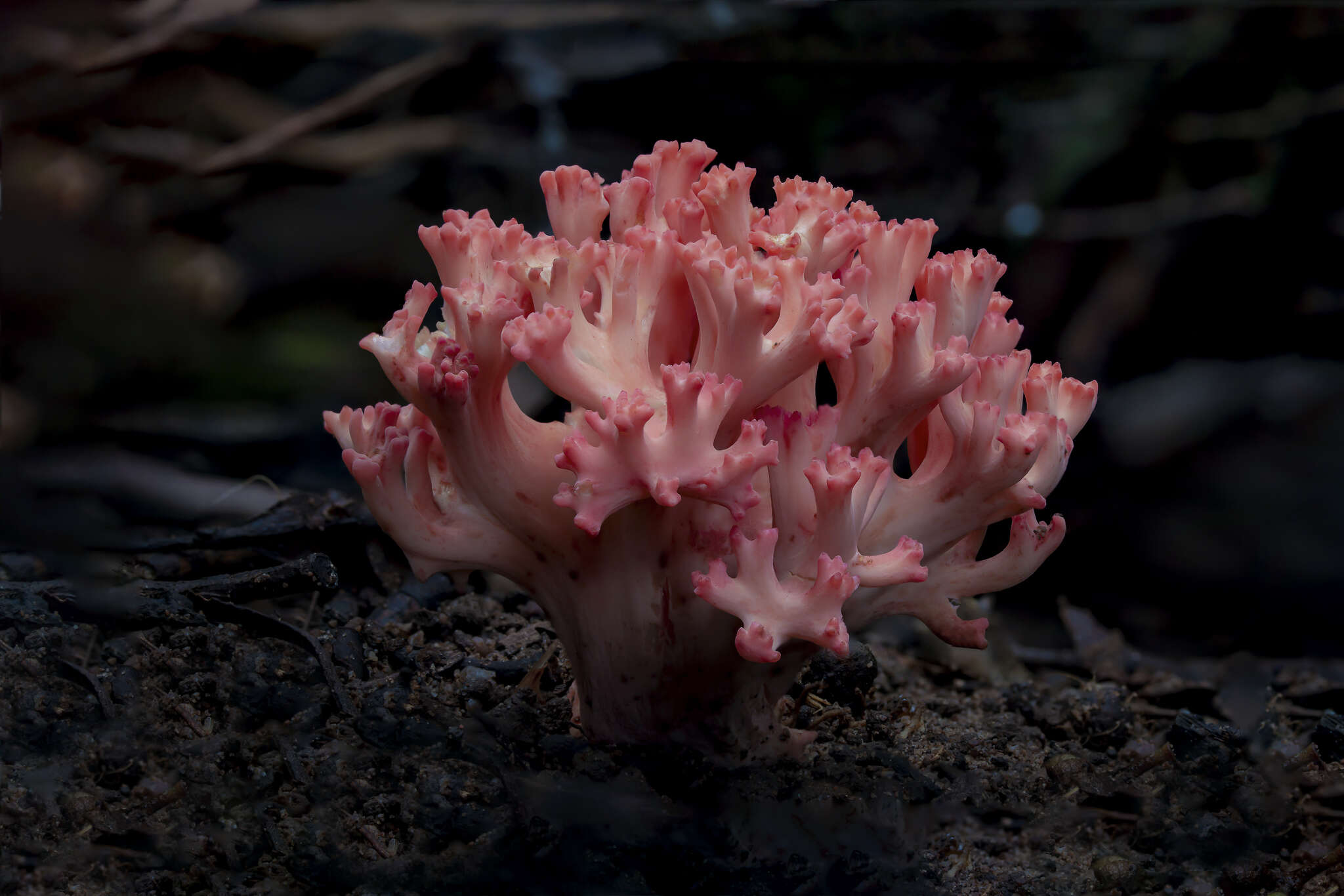 Image of Ramaria botrytoides (Peck) Corner 1950