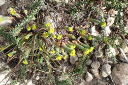 Image of Euphorbia foliosa (Klotzsch & Garcke) N. E. Br.