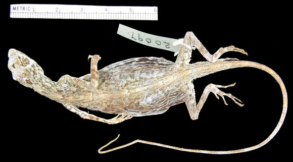 Image of <i>Draco <i>spilopterus</i></i> ssp. spilopterus