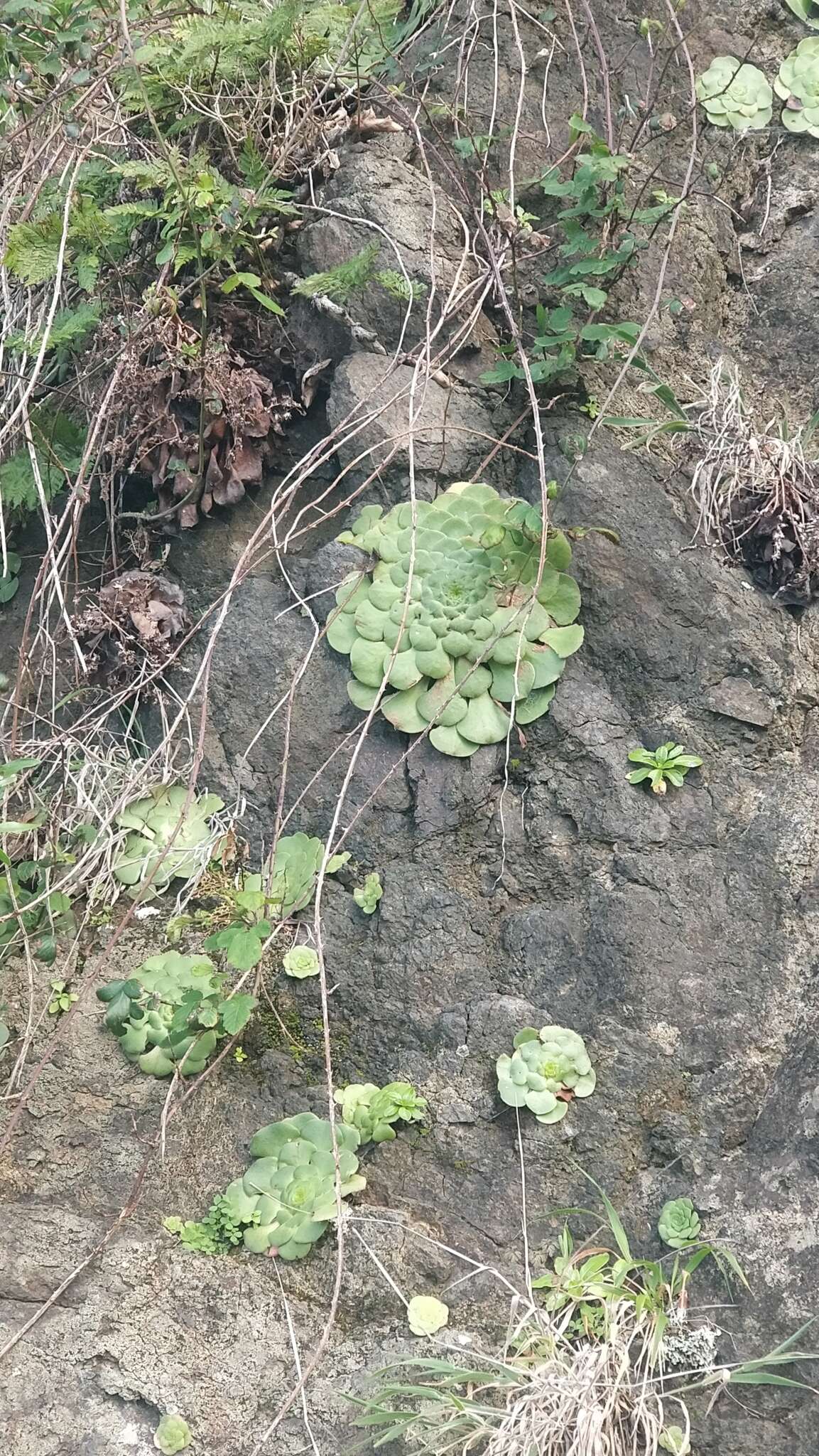 Image of Aeonium glandulosum (Ait.) Webb & Berth.