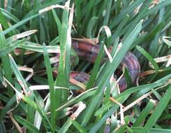 Image of Corn Snake