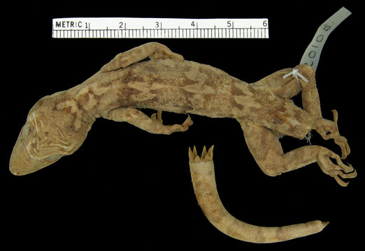 Image of Agusan Bent-toed Gecko