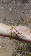 Image of Creosote Bush Walkingstick