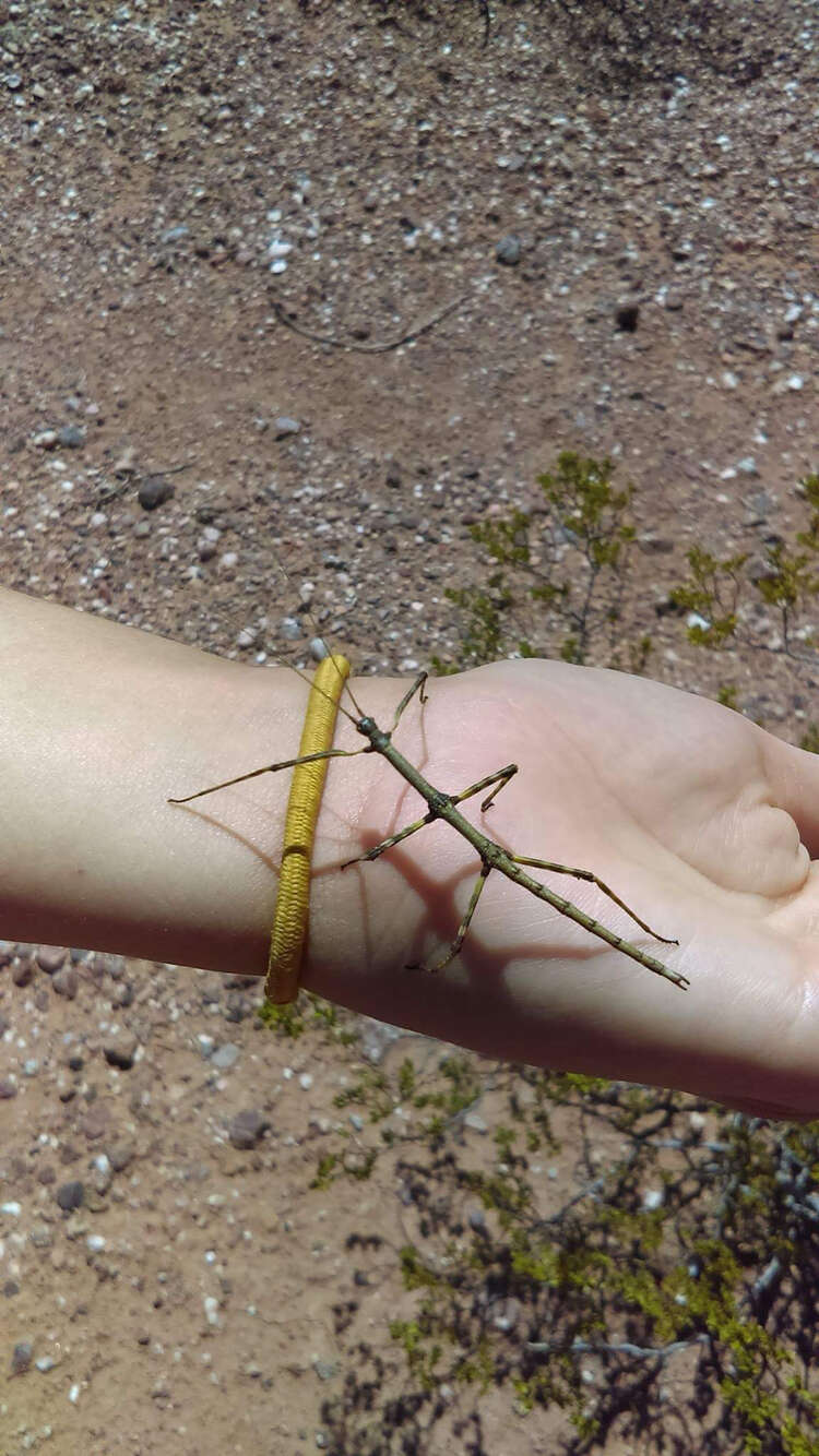 Image of Creosote Bush Walkingstick