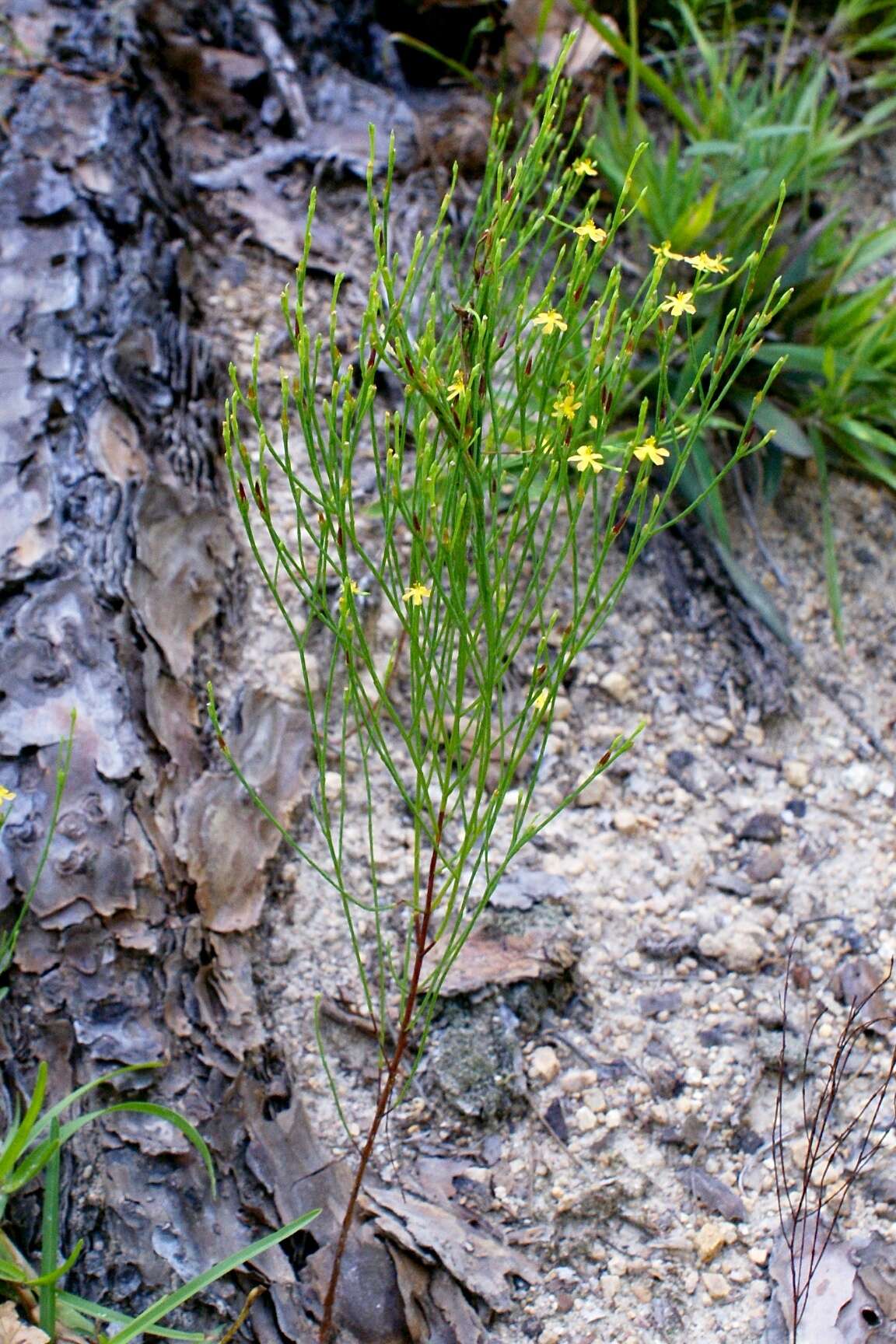 Image of orangegrass