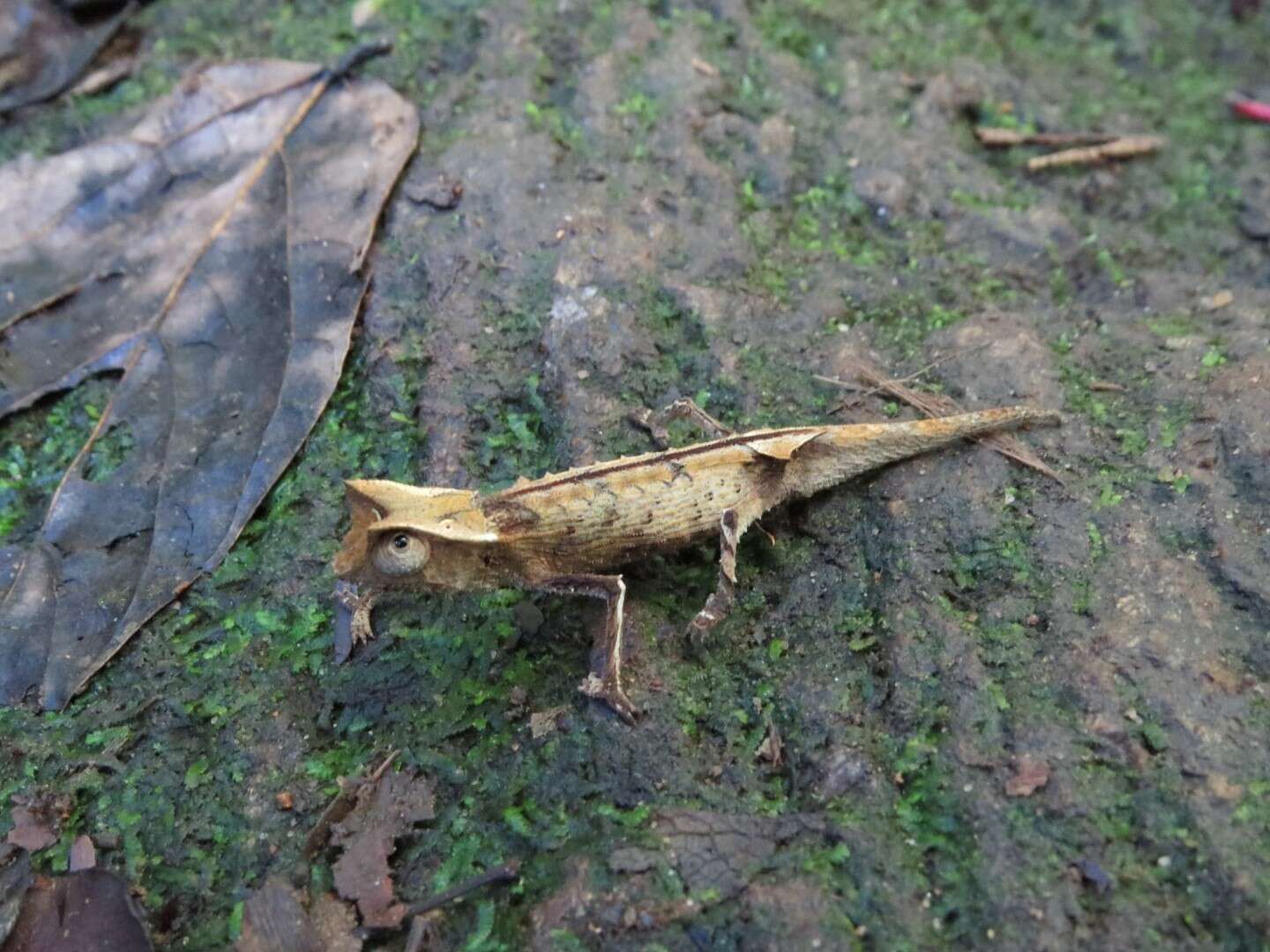 Image of Marojejy Leaf Chameleon