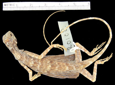 Image of <i>Draco lineatus</i> ssp. <i>bimaculatus</i>