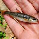 Image of Sandhills Chub