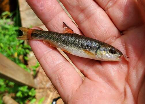 Image of Sandhills Chub