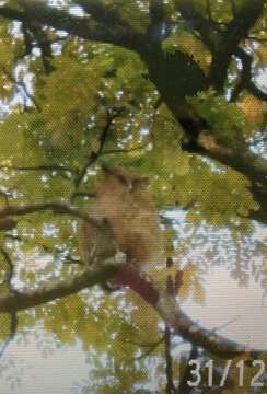 Image of Buffy Fish Owl