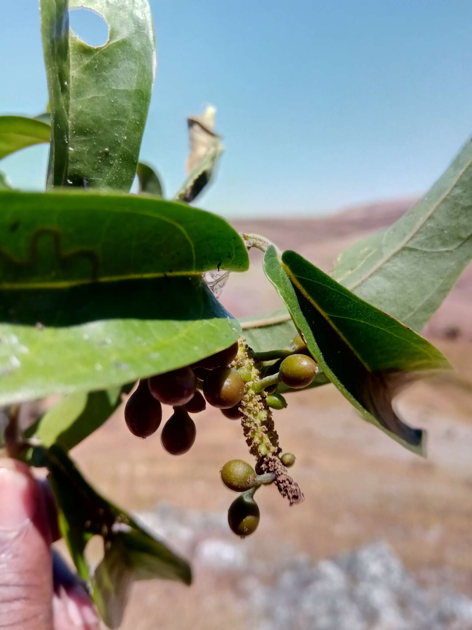 Image of Piper borbonense (Miq.) C. DC.