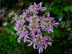 Image of Heracleum austriacum subsp. siifolium (Scop.) Nyman