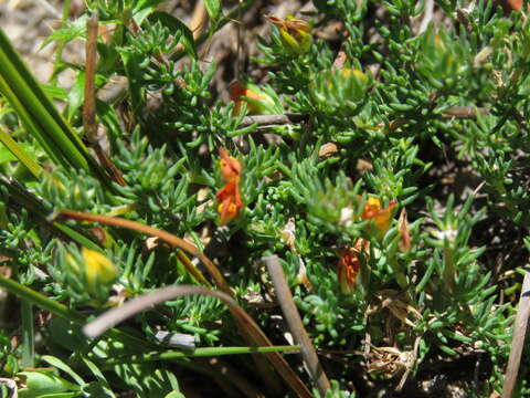 Слика од Aspalathus juniperina subsp. juniperina