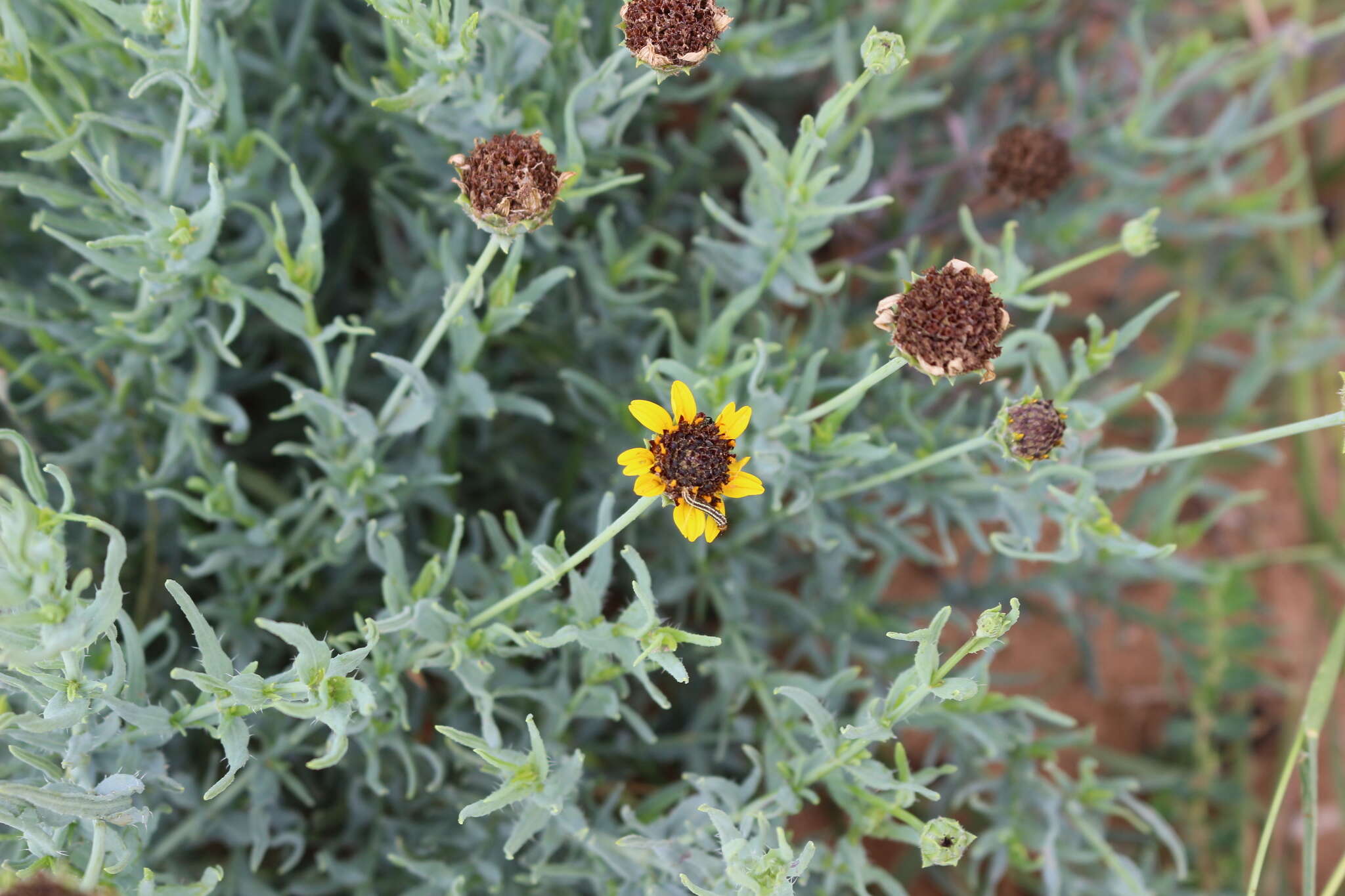 Image of Texas blueweed