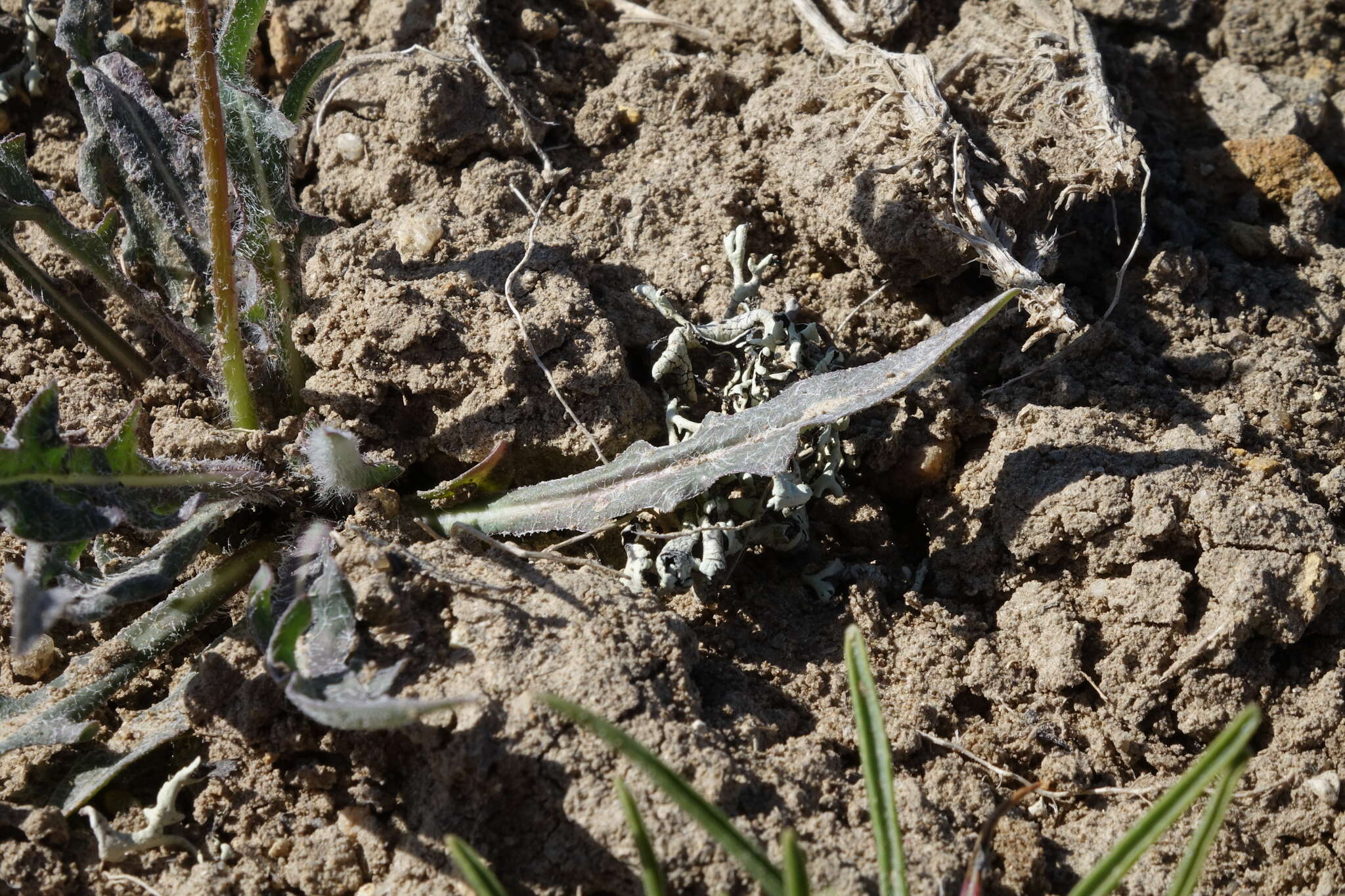 Plancia ëd Agoseris parviflora (Nutt.) D. Dietr.