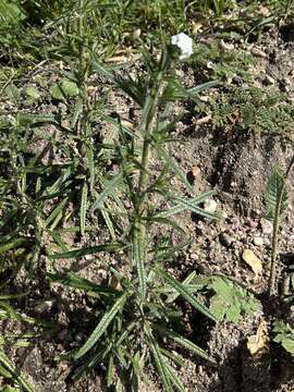 Image of <i>Lupinus paynei</i>