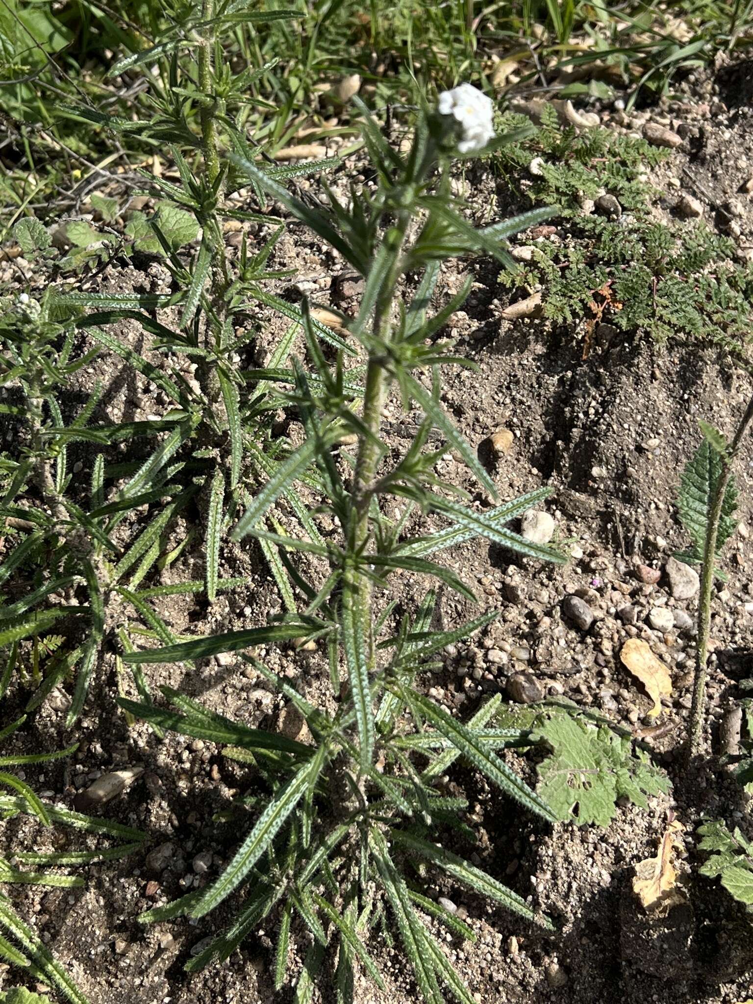 Sivun <i>Lupinus paynei</i> kuva