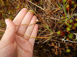 Image of Holm's reedgrass