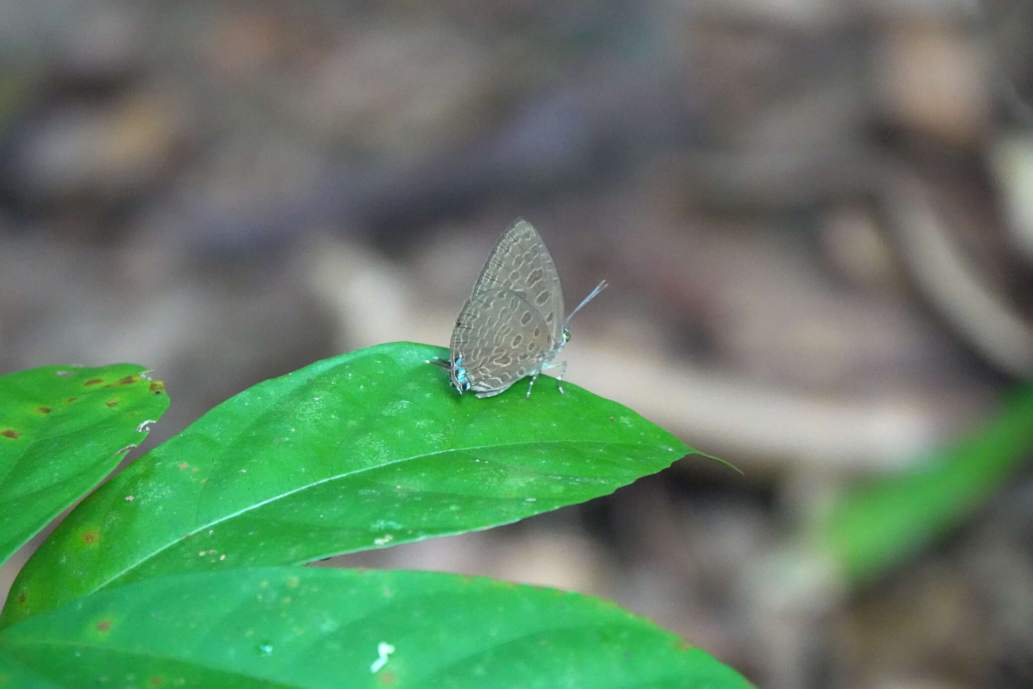 Image of Arhopala pseudomuta Staudinger 1889