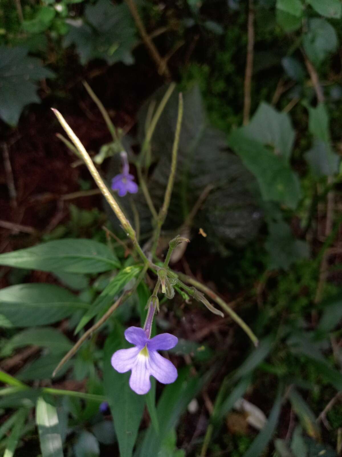 Streptocarpus polyanthus subsp. verecundus Hilliard resmi