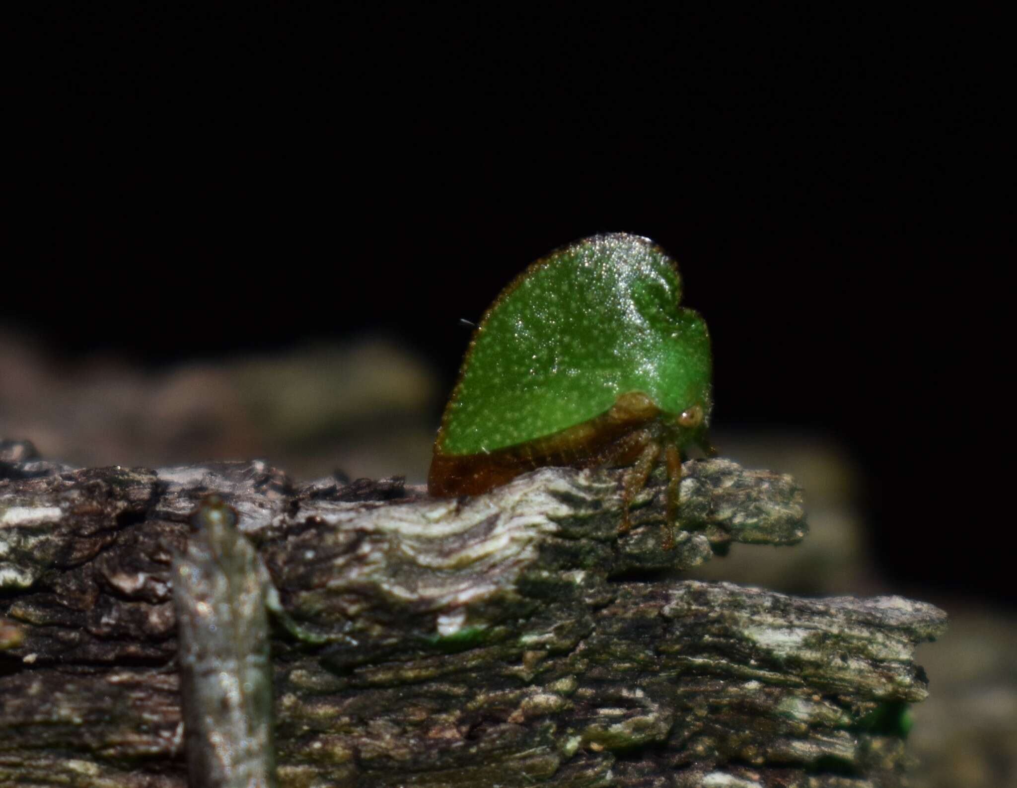 Image of Archasia auriculata Fitch