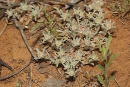 Image of silver pygmycudweed