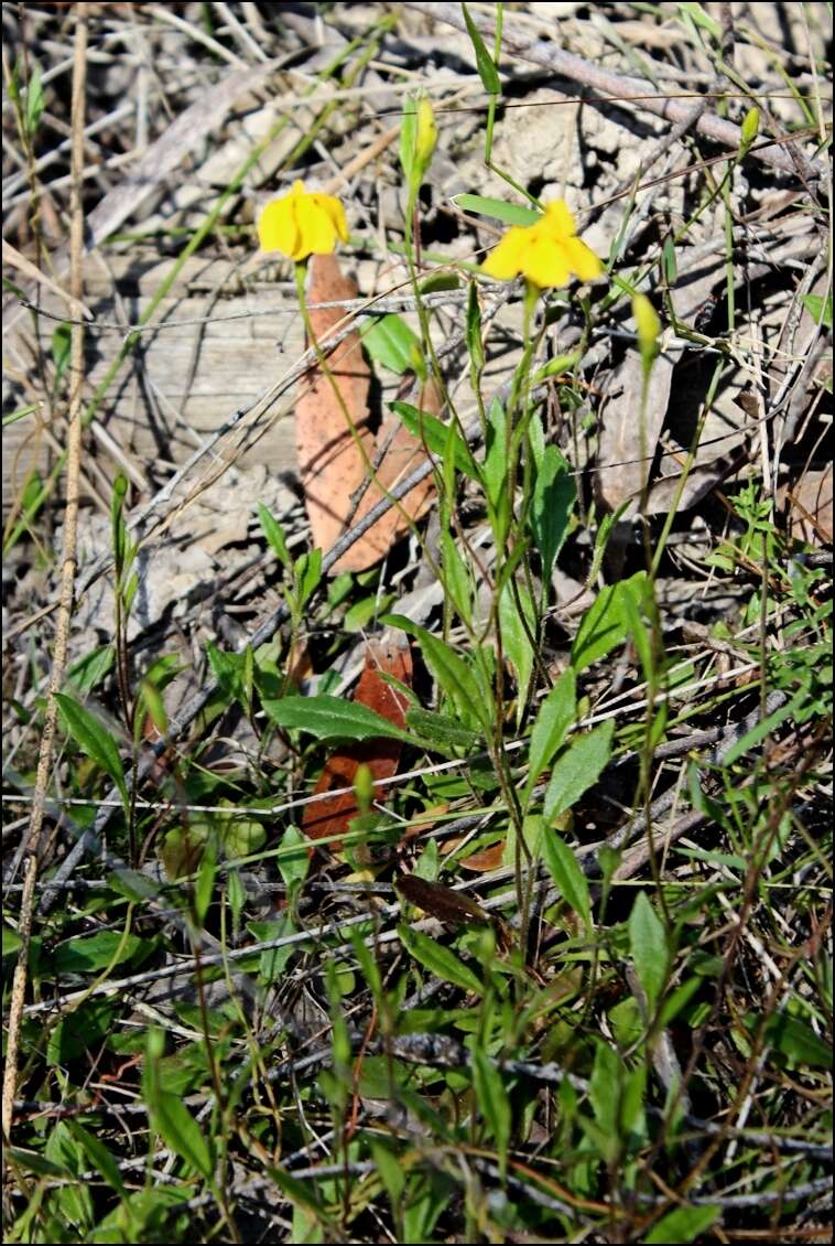 Sivun Goodenia elongata Labill. kuva