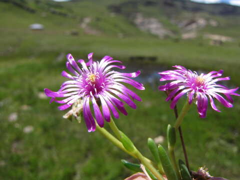 Imagem de Delosperma alticola L. Bol.