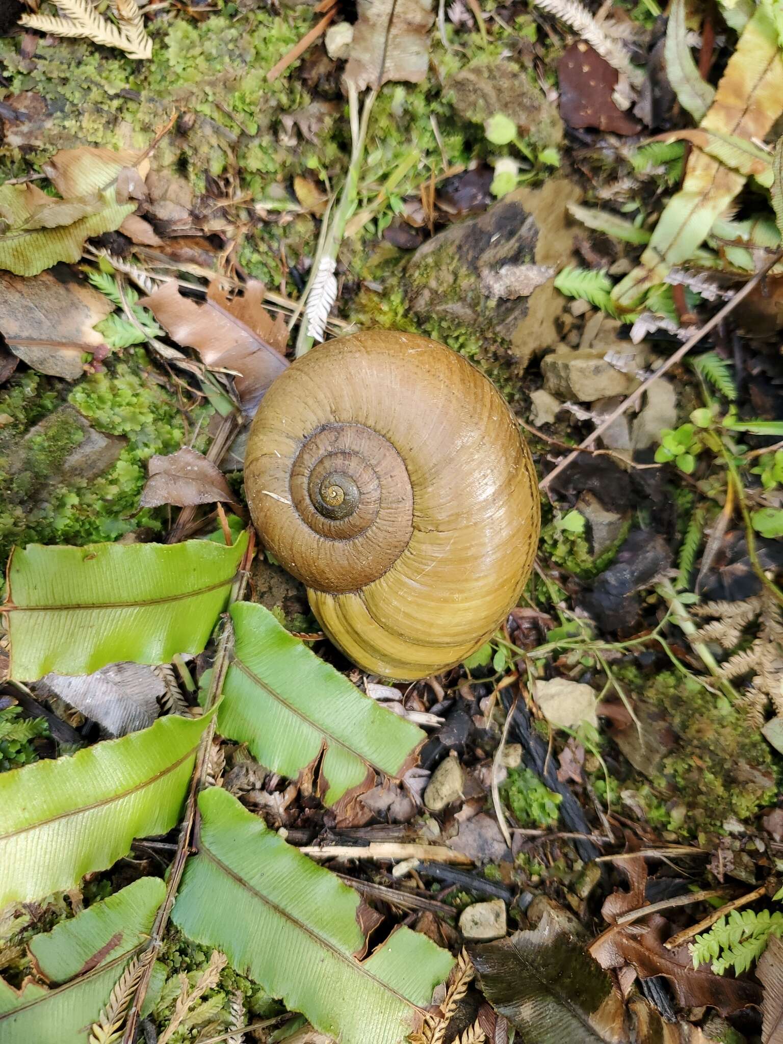 Image of Powelliphanta hochstetteri bicolor (Powell 1930)