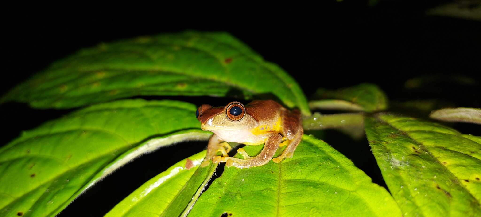 Image of Masked tree frog