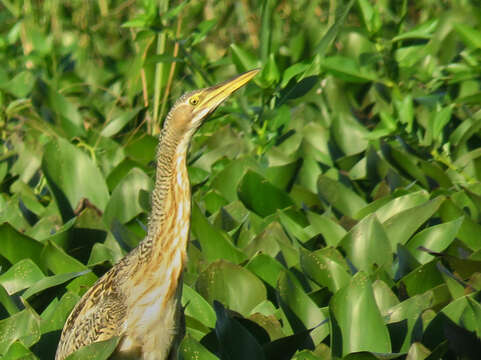 Botaurus pinnatus (Wagler 1829)的圖片