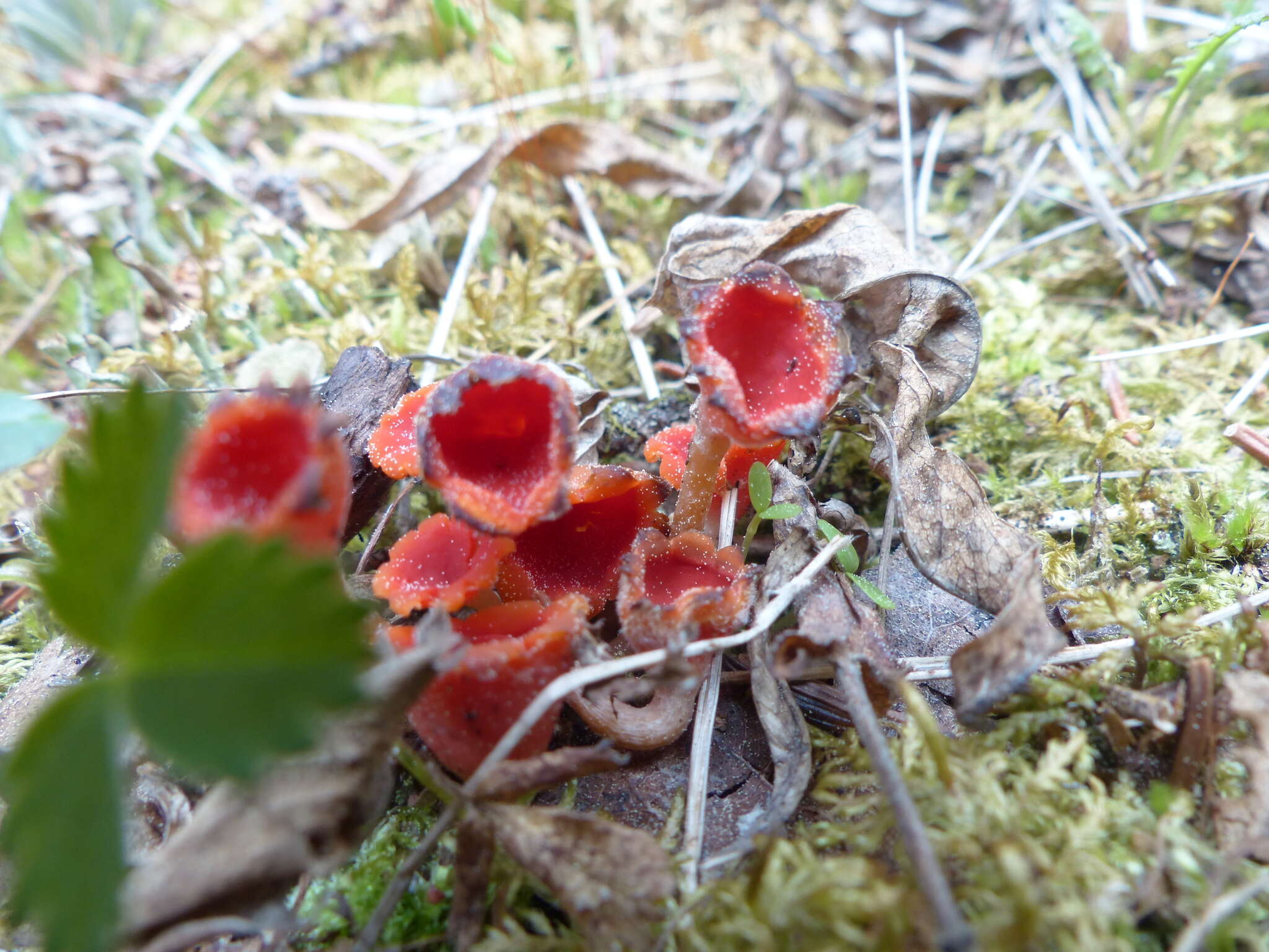 Image of Microstoma protractum (Fr.) Kanouse 1948