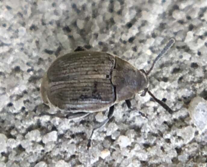 Image of Broom Seed Beetle