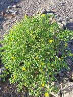 Image of Physalis crassifolia var. infundibularis I. M. Johnst.