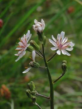 Image of Crepis froelichiana DC.