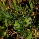 Image of Astragalus epiglottis L.