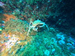 Image de araignée de Méditerranée