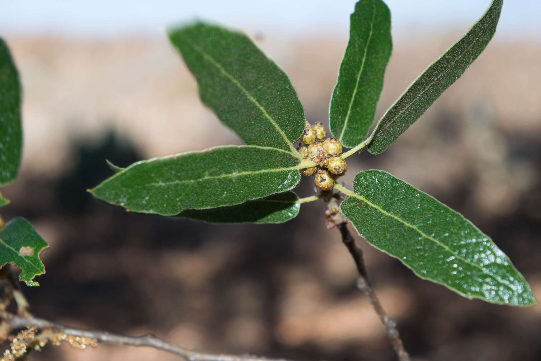 Слика од Quercus castanea Née