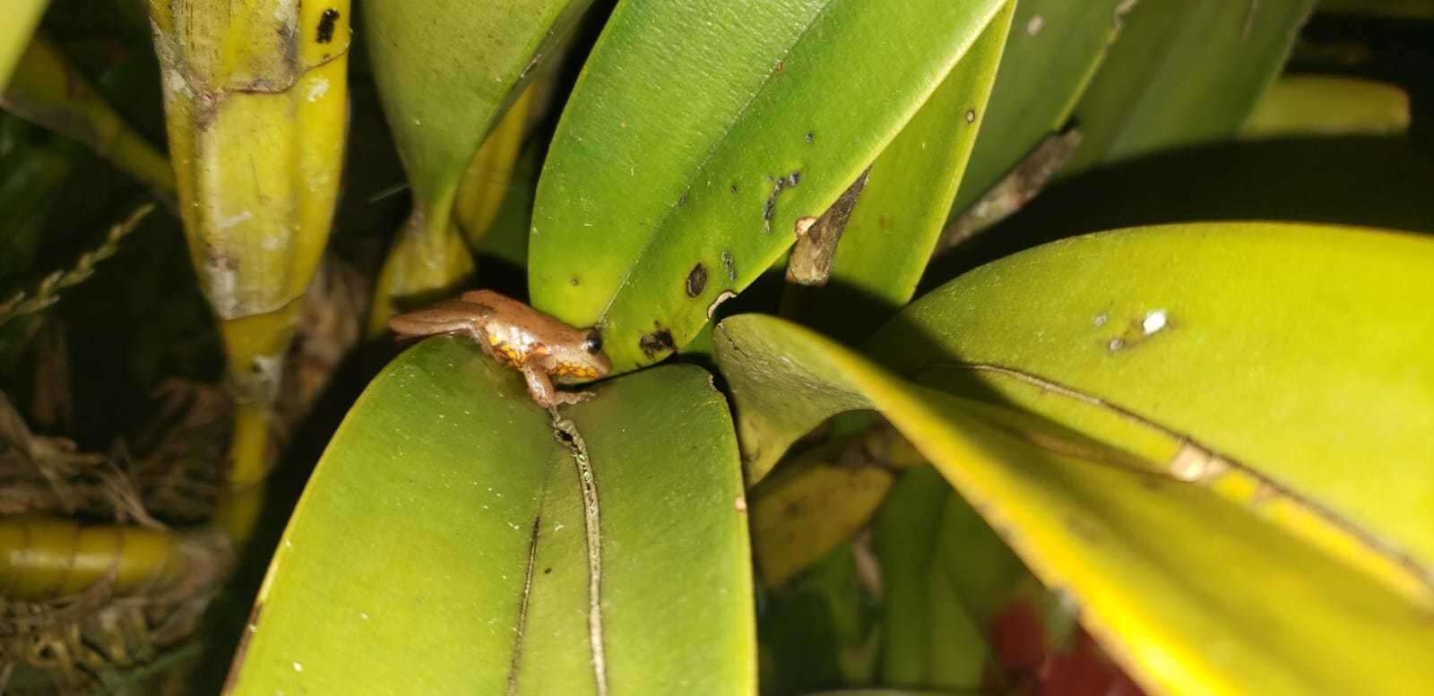 Image of Boettger's Colombian Treefrog