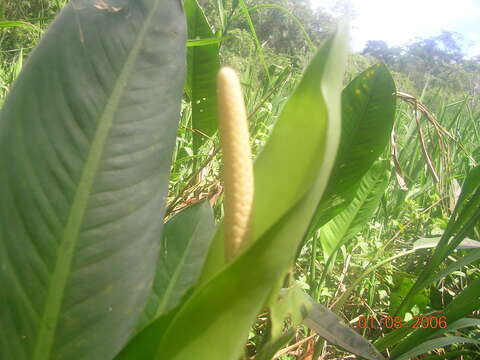 Image of Dieffenbachia aglaonematifolia Engl.